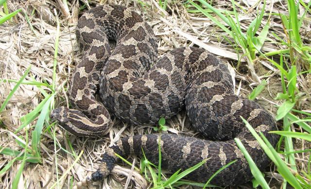 The Eastern massasauga rattlesnake was listed as threatened under the Endangered Species Act in 2016 because of loss and fragmentation of its wetland habitat.
