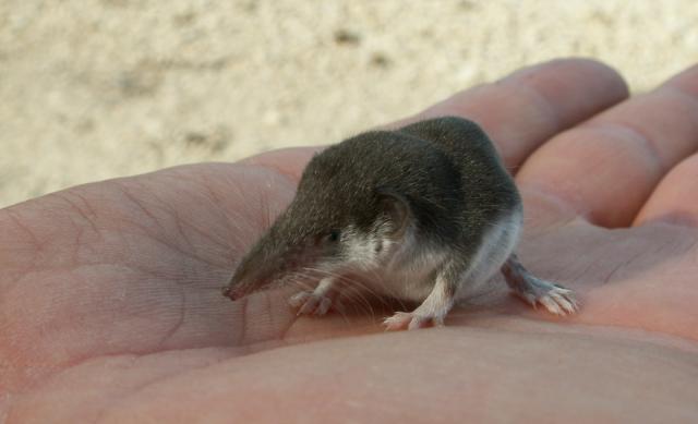 Small mammals, like this bicolored shrew, are more likely than larger animals to be 'hiding' new species.