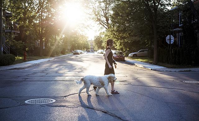 Woman walking a dog while crossing the street.